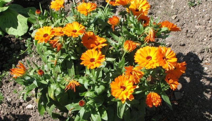 1024px-Calendula_officinalis_3517.jpg 1024px-Calendula_officinalis_3517.jpg
