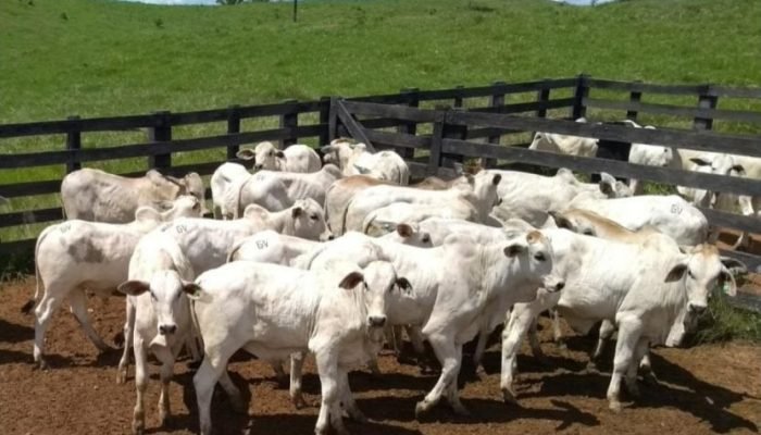 1747918811_wsYl9q5f-fazenda-venturoso-rondonia-96-iatf-831×576.jpg 1747918811_wsYl9q5f-fazenda-venturoso-rondonia-96-iatf-831x576.jpg