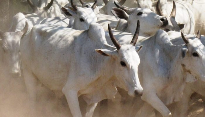 1747956552_boiada_carne_Pantanal-1536×1160.jpg 1747956552_boiada_carne_Pantanal-1536x1160.jpg
