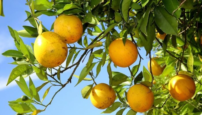 1748292502_ctWWzCBg-laranja_novaamericadacolina_greening_jaelson-Lucas_AEN.jpeg 1748292502_ctWWzCBg-laranja_novaamericadacolina_greening_jaelson-Lucas_AEN.jpeg