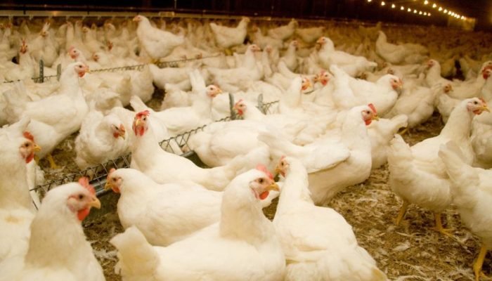 1748319894_gripe-aviaria-agricultura-de-sp.jpg 1748319894_gripe-aviaria-agricultura-de-sp.jpg