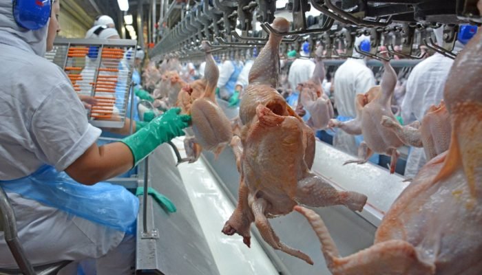 20161117-Inspecao-aves-SIF-BRF-Concordia-Foto-Lucas-Scherer-Embrapa-Suinos-e-Aves-6-1536×1024.jpg 20161117-Inspecao-aves-SIF-BRF-Concordia-Foto-Lucas-Scherer-Embrapa-Suinos-e-Aves-6-1536x1024.jpg