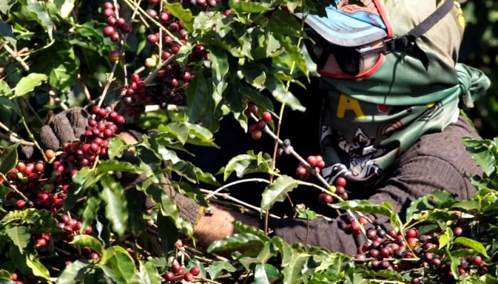 2025-07-03T191757Z_1_LYNXMPEL6213V_RTROPTP_4_BRAZIL-COFFEE-ARABICA.jpg 2025-07-03T191757Z_1_LYNXMPEL6213V_RTROPTP_4_BRAZIL-COFFEE-ARABICA.jpg