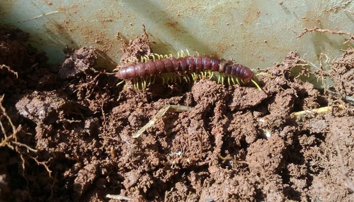 250715_ObservatorioSolo_CintiaNiva_centopeia_Chilopoda.jpg