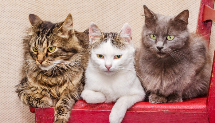 3-gatos.png 3-gatos.png