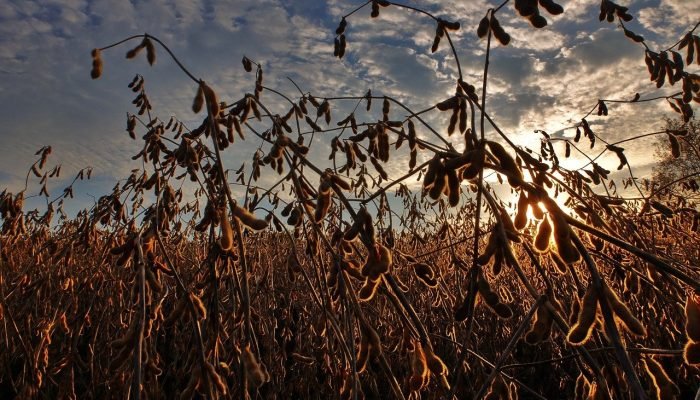 3lCBHr18-soybeans-2922257_1280.jpg 3lCBHr18-soybeans-2922257_1280.jpg