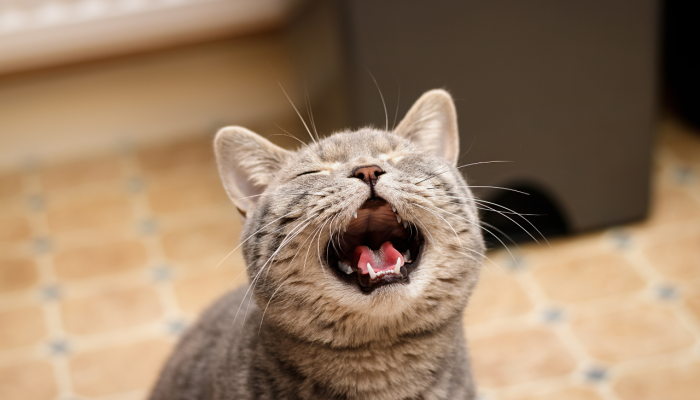 AJUSTE-CAES-E-GATOS-domicilio10.png AJUSTE-CAES-E-GATOS-domicilio10.png