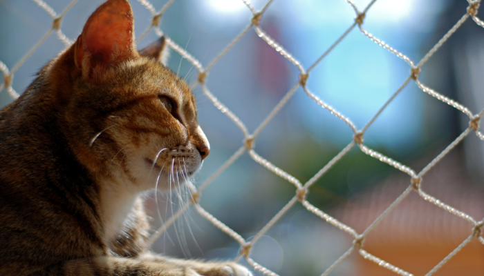 AJUSTE-CAES-E-GATOS-domicilio3.png AJUSTE-CAES-E-GATOS-domicilio3.png