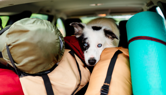 BORDER-COLLIE-FERIAS.png BORDER-COLLIE-FERIAS.png