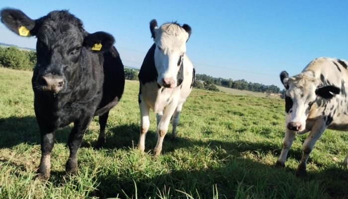 Beef_on_Dairy_Ruan_Daros_04.07.2025-1536×864.jpg Beef_on_Dairy_Ruan_Daros_04.07.2025-1536x864.jpg