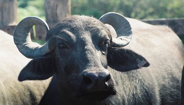 Bufalo-semad.jpeg Bufalo-semad.jpeg