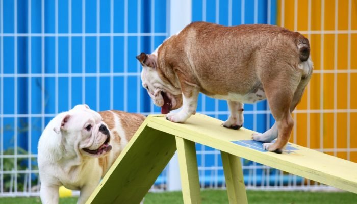 Bull-dogs-brincando-na-creche-para-caes-scaled.jpg Bull-dogs-brincando-na-creche-para-caes-scaled.jpg