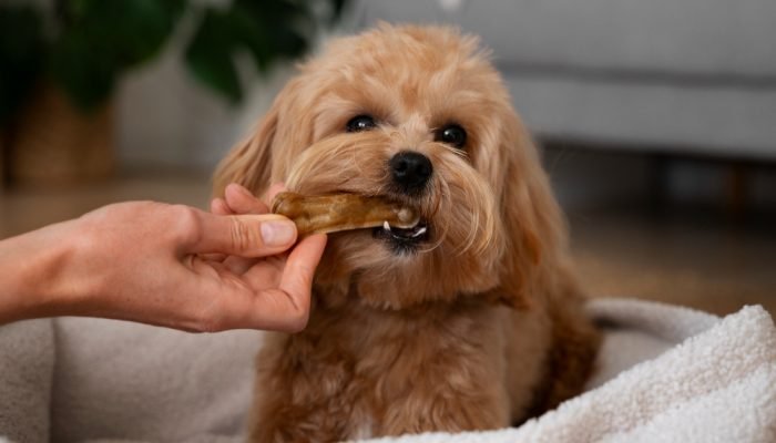 CACHORRO-COMENDO-PETISCO.jpg CACHORRO-COMENDO-PETISCO.jpg