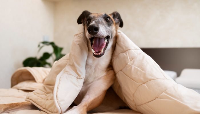 CACHORRO-DE-BOCA-ABERTA-EMBAIXO-DE-UM-EDREDON.jpg CACHORRO-DE-BOCA-ABERTA-EMBAIXO-DE-UM-EDREDON.jpg