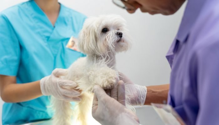CACHORRO-QUIMIOTERAPIA-VETERINARIO.jpg