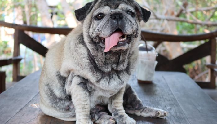 Cachorro-Pug-Idoso.jpg