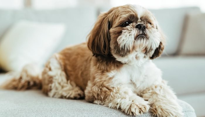 Cachorro-Shih-Tzu-deitado-no-sofa.jpg Cachorro-Shih-Tzu-deitado-no-sofa.jpg