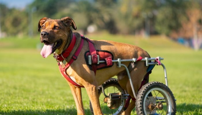 Cachorro-cadeirante-scaled.jpg Cachorro-cadeirante-scaled.jpg