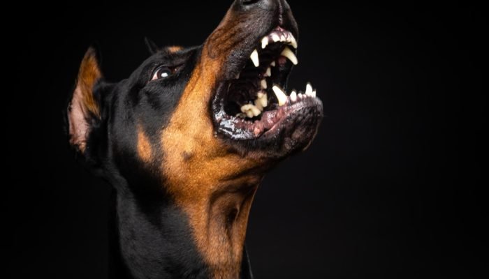 Cachorro-com-Raiva.jpg Cachorro-com-Raiva.jpg