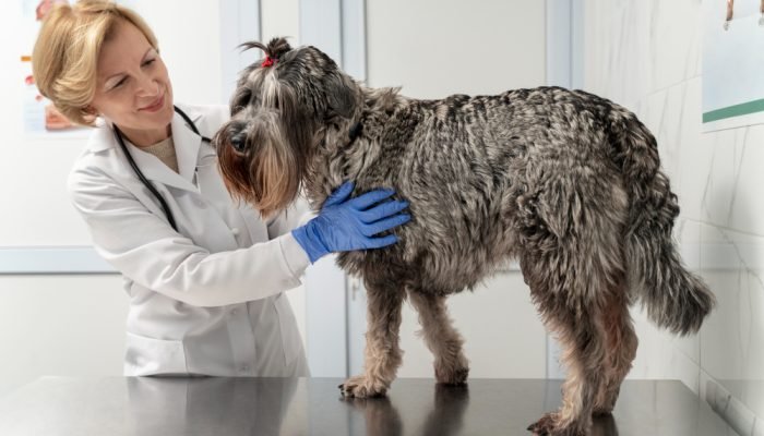 Cadela-no-veterinario.jpg Cadela-no-veterinario.jpg