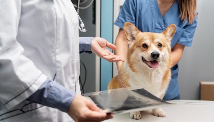 Cao-da-raca-Corgi-no-veterinario.jpg