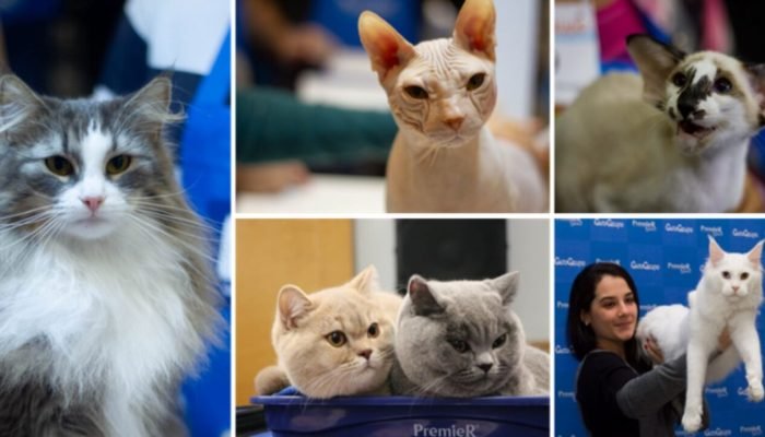 Exposicao-GatoGrupo-scaled.jpeg Exposicao-GatoGrupo-scaled.jpeg
