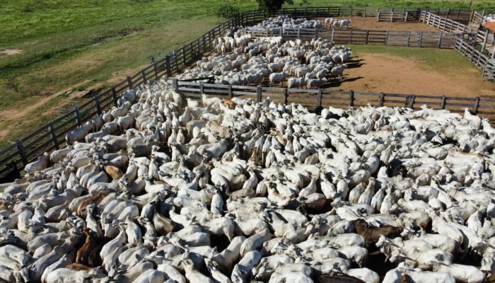 Fazenda_Olhos_d_Agua_Foto_Acervo_Fazenda_Olhos_d_Agua_28.07.2025-7-1536×864.jpg Fazenda_Olhos_d_Agua_Foto_Acervo_Fazenda_Olhos_d_Agua_28.07.2025-7-1536x864.jpg