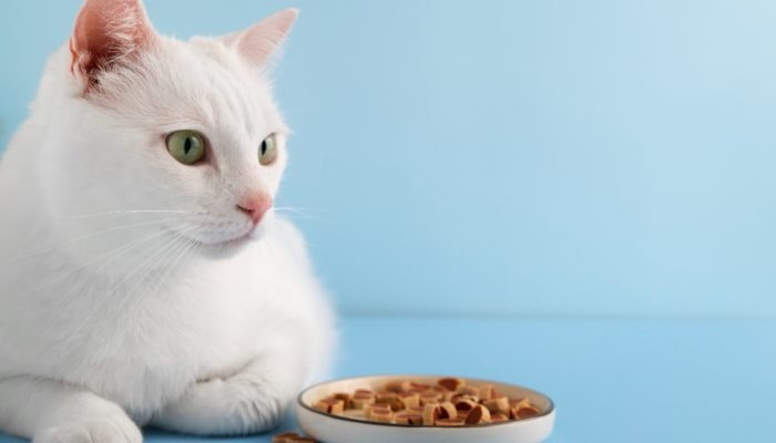 GATO-BRANCO-RACAO.jpg GATO-BRANCO-RACAO.jpg