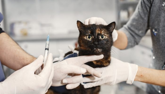 GATO-PRETO-NO-VETERINARIO-2.jpg GATO-PRETO-NO-VETERINARIO-2.jpg