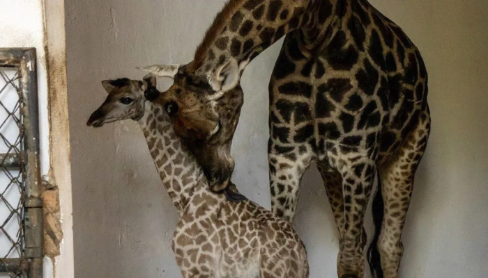 GIRAFA.png GIRAFA.png