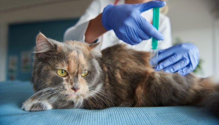 Gato-caneta-emagrecedora.jpg Gato-caneta-emagrecedora.jpg