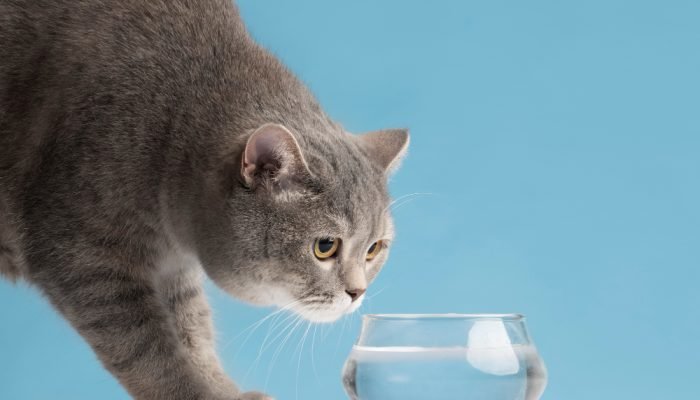 Gato-cinza-olhando-para-um-pote-com-agua.jpg Gato-cinza-olhando-para-um-pote-com-agua.jpg