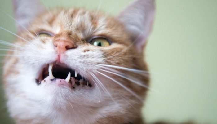 Gato-com-dor-na-boca.jpg Gato-com-dor-na-boca.jpg