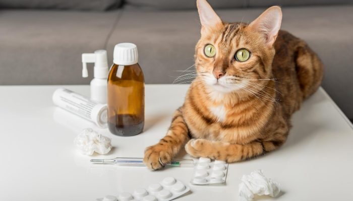 Gato-deitado-ao-lado-de-alguns-medicamentos.jpg Gato-deitado-ao-lado-de-alguns-medicamentos.jpg