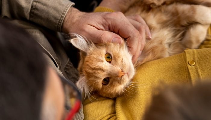 Gato-laranja-no-colo-de-uma-pessoa.jpg Gato-laranja-no-colo-de-uma-pessoa.jpg