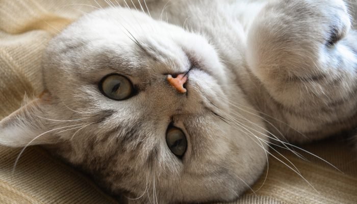 Gato-malhado-deitado.jpg Gato-malhado-deitado.jpg
