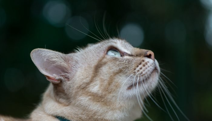 Gato-olhando-para-cima.jpg Gato-olhando-para-cima.jpg