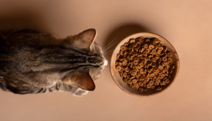 Gato-olhando-para-um-pote-de-racao.jpg Gato-olhando-para-um-pote-de-racao.jpg