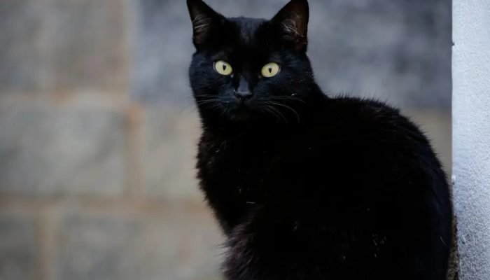 Gato-preto.jpg