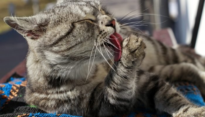Gato-rajado-lambendo-as-patas.jpg Gato-rajado-lambendo-as-patas.jpg