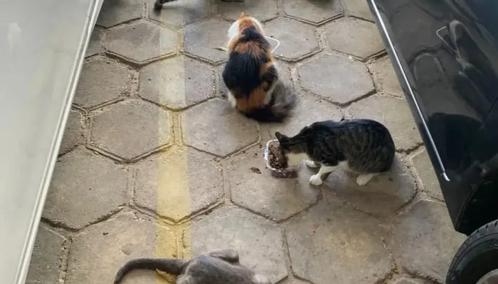 Gatos-alimentados-no-DF.jpg