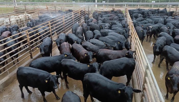 Giro_Vilhena_Novilhas_Angus_foto_Divulgacao_01.07.2025-1536×864.jpg Giro_Vilhena_Novilhas_Angus_foto_Divulgacao_01.07.2025-1536x864.jpg