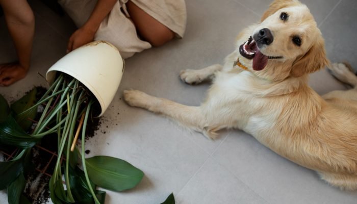 Golden-Retriever-ao-lado-de-um-vaso-de-flor-caido.jpg