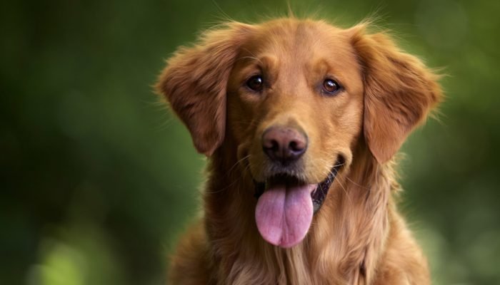 Golden-Retriever-sorrindo.jpg