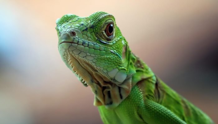 Iguana.jpg Iguana.jpg