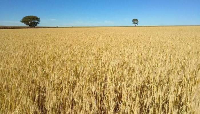 Lavoura-de-trigo-BRS-404-em-Planaltina-DF.jpg Lavoura-de-trigo-BRS-404-em-Planaltina-DF.jpg