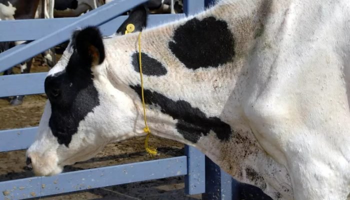 Manejo-sanitario-bovino-agosto-e-mes-chave-para-proteger-o-rebanho.jpg Manejo-sanitario-bovino-agosto-e-mes-chave-para-proteger-o-rebanho.jpg