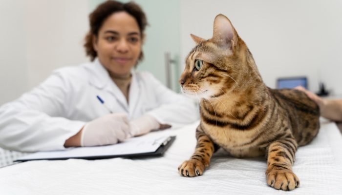 Medica-veterinaria-olhando-para-um-gato.jpg Medica-veterinaria-olhando-para-um-gato.jpg
