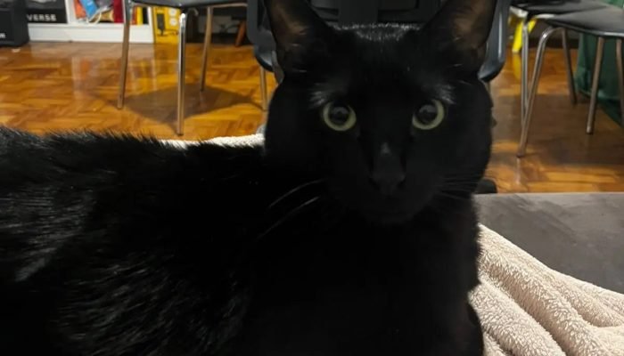 Meia-noite-gato-preto.jpg