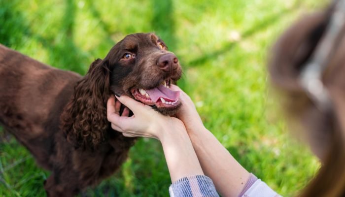 Mulher-fazendo-carinho-em-um-cachorro-cocker.jpg Mulher-fazendo-carinho-em-um-cachorro-cocker.jpg